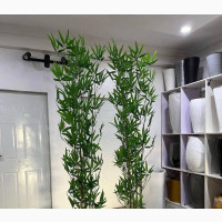 Bamboo Plants