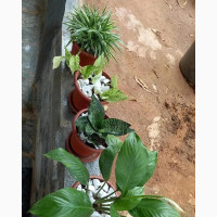 Cute Air-Purifying Plants for Your Office