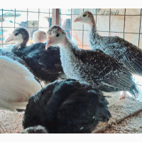 Local Turkey, Imported Turkey