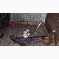 Matured Bricole Chicken for Sale - Female, Adult