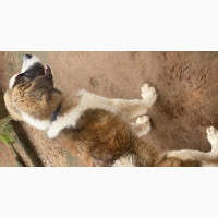 3-6 months Male Mixed Breed Saint Bernard
