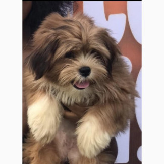 Female Purebred Lhasa Apso Puppy for Sale in Abuja