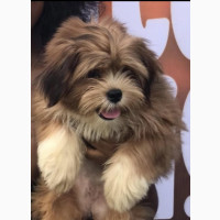 Female Purebred Lhasa Apso Puppy for Sale in Abuja