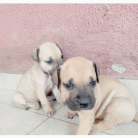 Purebred Boerboel Puppies - 0-1 month Female