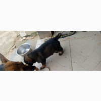 Female Purebred German Shepherd Puppy - 1-3 months old