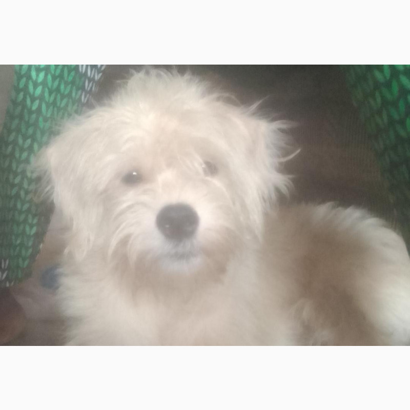 Фото 1/1. 1+ year Male Mixed Breed Lhasa Apso