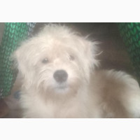 1+ year Male Mixed Breed Lhasa Apso