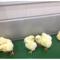 Healthy Day-Old Broiler Chicks