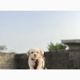 Female Purebred Lhasa Apso Puppy