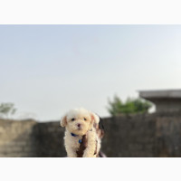 Female Purebred Lhasa Apso Puppy