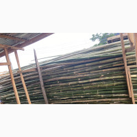 Standard Bamboos for Sale