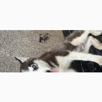 3-6 months Male Purebred Siberian Husky