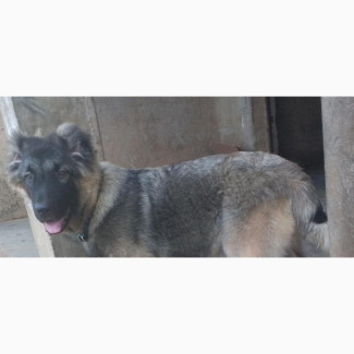 6-12 months Female Purebred Caucasian Shepherd