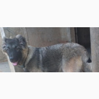 6-12 months Female Purebred Caucasian Shepherd