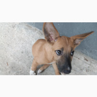 Purebred Askal Female Dog, 1-3 Months Old