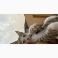 Male Purebred American Shorthair