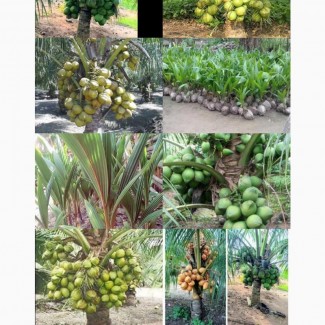 Hybrid Agric Coconut Seedlings