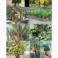 Hybrid Agric Coconut Seedlings