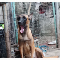 Purebred Belgian Malinois Female Available