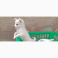 Selling of Animals Like Dogs and Others