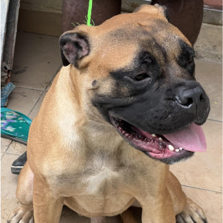 Pure Breed Bull Mastiff