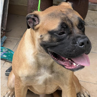 Pure Breed Bull Mastiff
