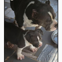 Purebred American Bully Pups Available - Female