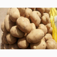 Irish Potato(Paints Bucket Size)