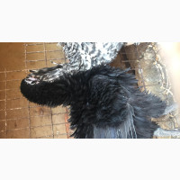 Frillback or Rasta Hen - Unique and Exotic Chickens