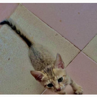 1-3 months Female Purebred Ocicat