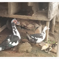 Muscovy Duck - Male and Female Available
