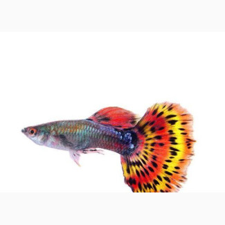 Guppy Fish for Fishbowl and Mini Aquarium 1.1 Inch