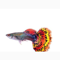 Guppy Fish for Fishbowl and Mini Aquarium 1.1 Inch