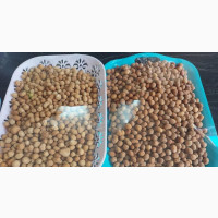 Delicious Peanut Burgers for Sale