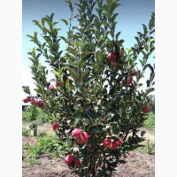 English Apple Trees - Imported Fruit Seeds