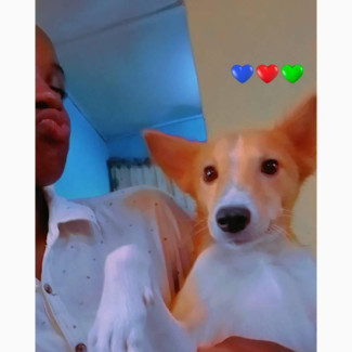 1+ year Male Mixed Breed Dog
