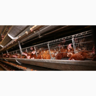 C of O Certificate Poultry Farm