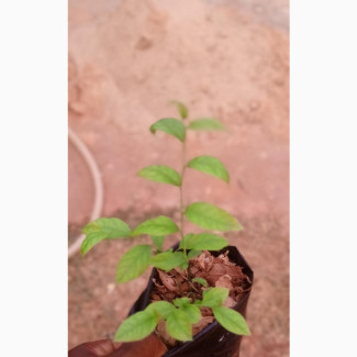 Bluecrop Blueberry Starter Plants - Get Yours Today