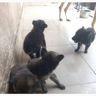 German Shepherd Puppy - Female Purebred