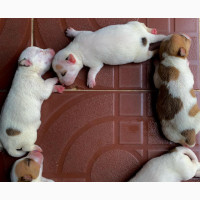 Female Purebred Jack Russell Terrier Available for Sale