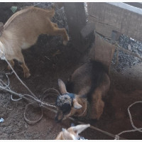 Healthy Goats for Sale