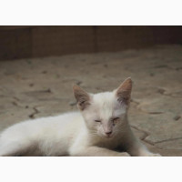 3-6 months Female Purebred American Shorthair