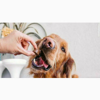 Bravecto for Dogs and Cats