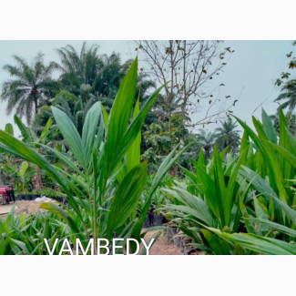 Malaysian Supergene Oil Palm Seedling