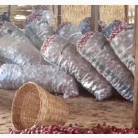 Affordable Dried Onion - Wholesale and Retail Available
