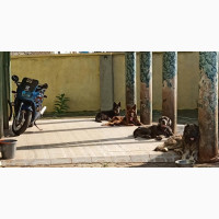 Kennel for Sale - Great Business Opportunity