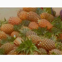 Fresh Pineapple and Fruits Delivered Nationwide