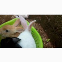 Exotic Weaners for Sale - 2 Months Old - 3 Males, 5 Females - Buy 2, Get 1 Feeder Free - Contact for Enquiries