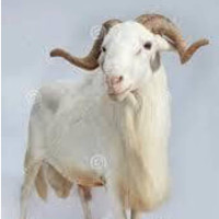 Native and Hausa Goat Meat - Fresh and Hygienic