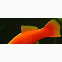 Female Swordtail Fishbowl/Aquarium 1.2 Inches